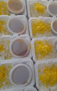 کاروان زیارتی مشهد ۱۵ اردیبهشت