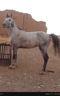 اسب مادیان پنج سال