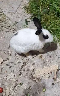 خرگوش