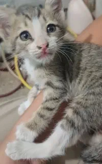 ۲ تا بچه گربه ملوس
