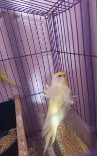 مرغ عشق پروانه ای