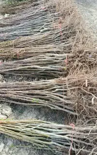 پخش انواع نهال اصلاح شده دانه 50 هزار