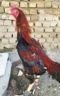 تخم لاری