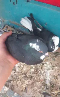 کبوتر