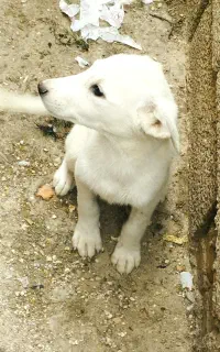 دوعدد سگ دورگه دارم واسه فروش