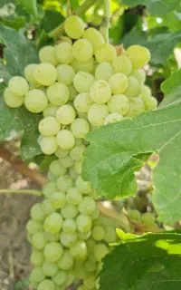 استخدام کارگر باغبانی(باغبان)