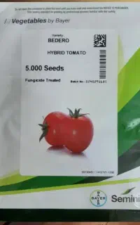 بذر گوجه فرنگی بدرو 2025