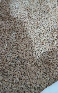 فروش گندم