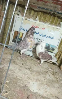 ۱۲جفت کفتر دهن جور گرویی