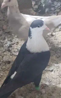 سه تا شهرستانی