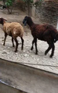 بره قرمزه ماده موجوده