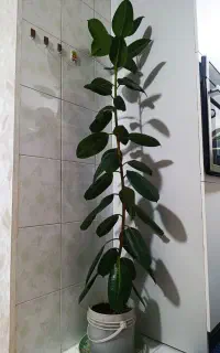 فیکوس و آگلونما