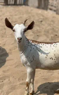داشتی‌صلاله