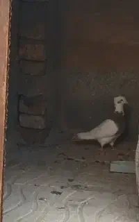 کبوتر نر طوقی
