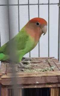 طوطی صورت هلویی