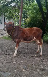 گوساله ماده چالوسی لیشه گاو