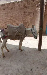 الاغ سالم و گله ای