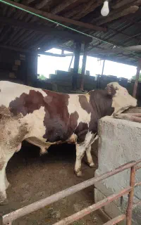 فروش گوساله نر