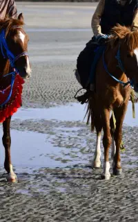 اسب راس سواری الی