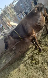 فروش گوساله نر یکساله