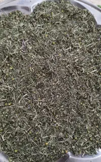 فروش عمده بابونه