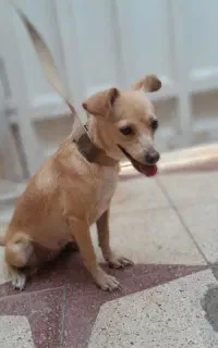 سگ ماده
