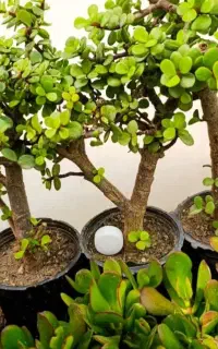 انواع کاکتوس و ساکولنت خاص و مشاوره تخصصی گیاهان