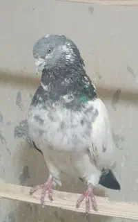 ۱۶عدد تهرانی زوردار