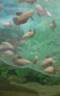 فایتر ماده پلاکت