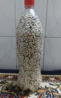 لوبیا چشم بلبلی