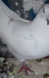 کبوتر