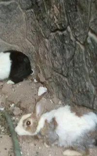 خرگوش نروماده بابچه