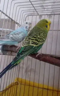 مرغ عشق انگلیسی