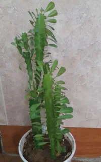 گلهای بزرگ نخلی و ایفوربیا