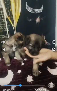 فروش سگ ژرمن