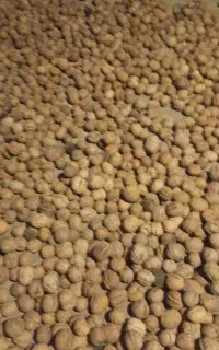 گردوکاغذی طالقان
