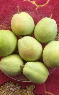 گلابی،
