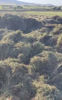 شبدر اول چین اعلا