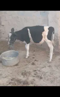 گوساله