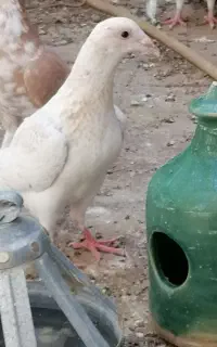 کفتر المانی