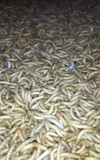 میلورم زنده و خشک