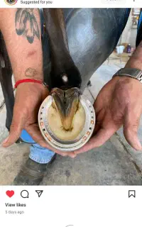 ونعلبندی قیار خدمات اسب