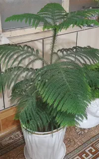 گل طبیعی  کاج