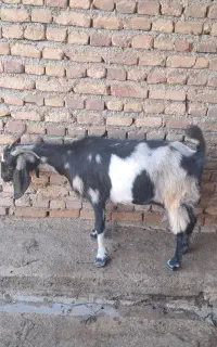 فروش بز