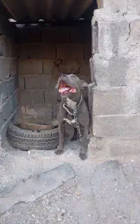 سگ گمشده