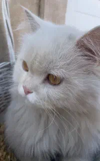 گربه پرشین اصیل