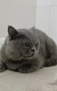 تعدادی گربه نژاد دار و اصیل