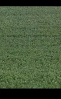 فروش یونجه