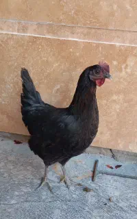 مرغ