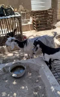 فروشی فوری